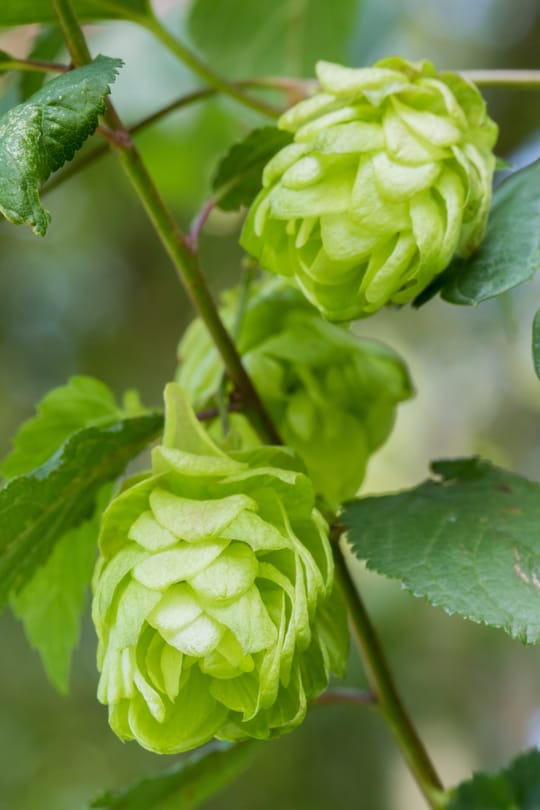 Hopfenzapfen
