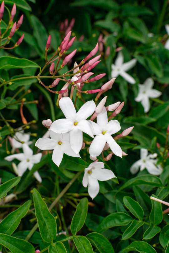 Jasminblüten