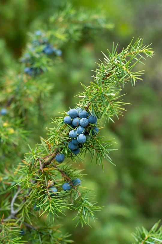 Wacholderbeeren