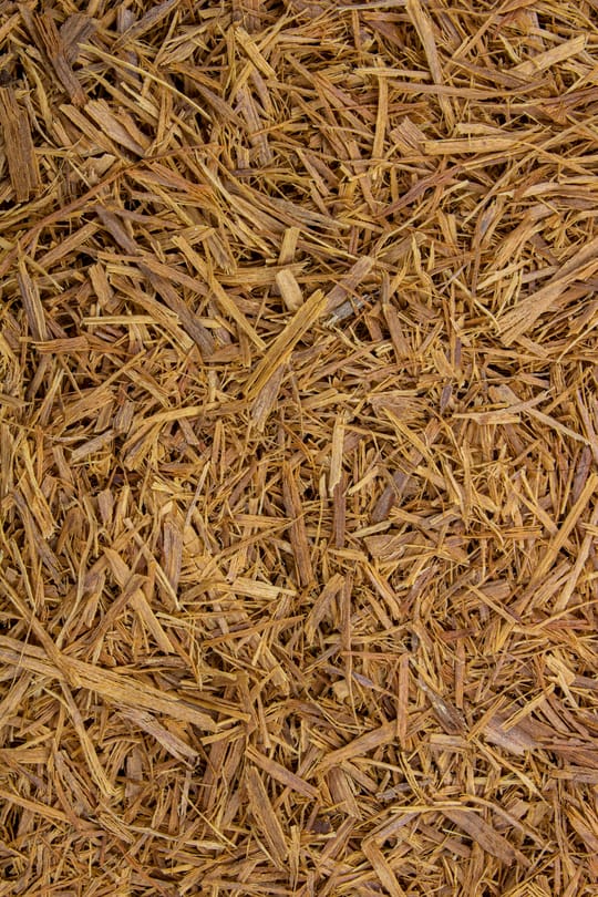 Katzenkralle