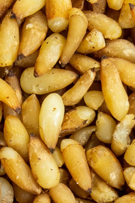 Lebensbaumsamen