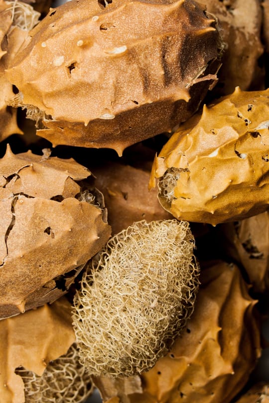 Luffa
