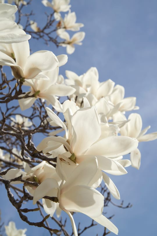 Mädesüßblüten Tropfen - Tinktur