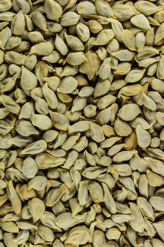Mandarinensamen Salbe