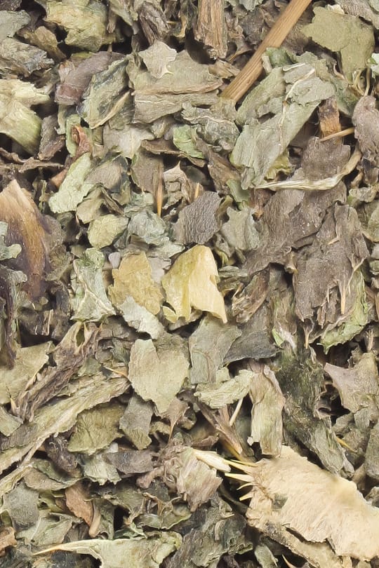 Mariendistelkraut