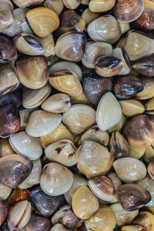 Venusmuschelschale Salbe