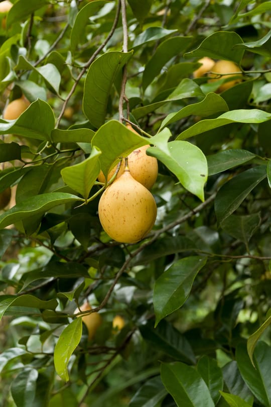 Muskatblüte Tropfen - Tinktur