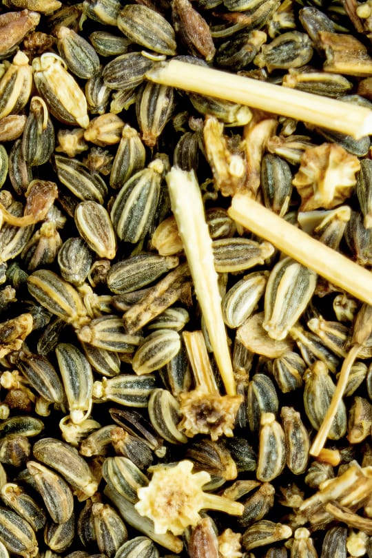 Bischofskrautsamen Tropfen - Tinktur