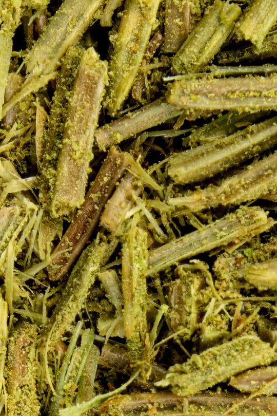Fichtennadeln Tropfen - Tinktur