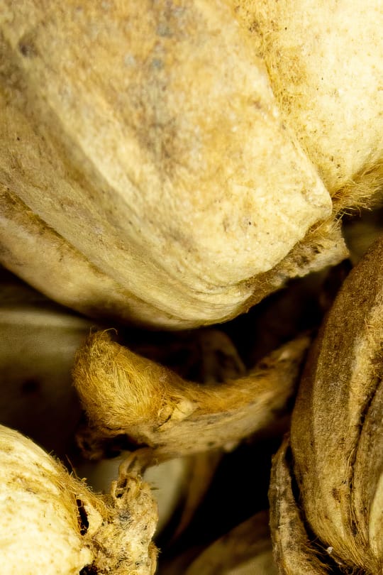 Kardamomfrucht Salbe