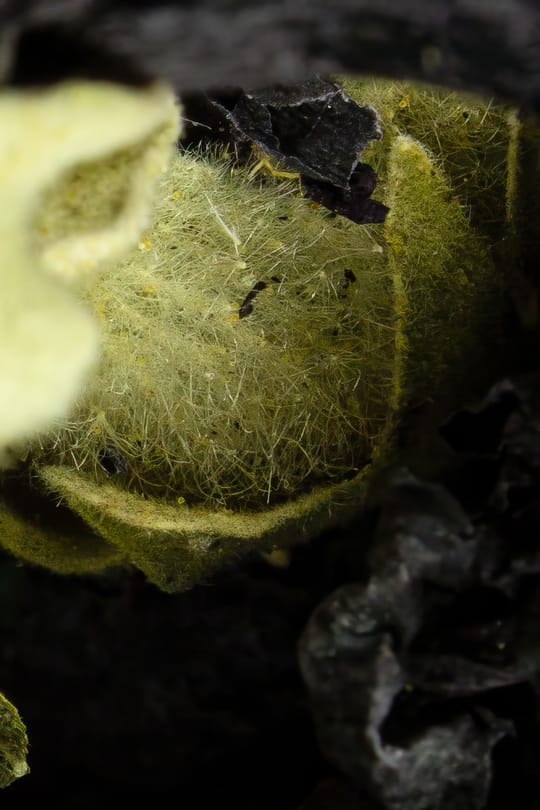 Malvenblüten schwarz Tropfen - Tinktur