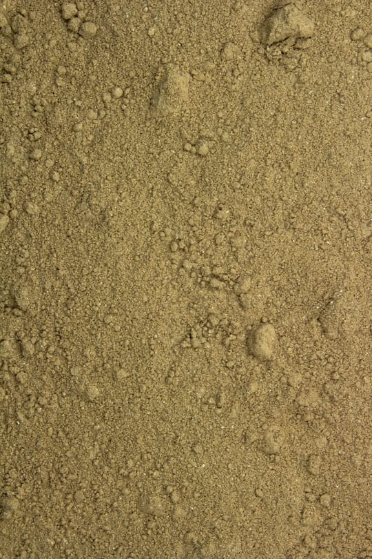 Reishipilz Pulver