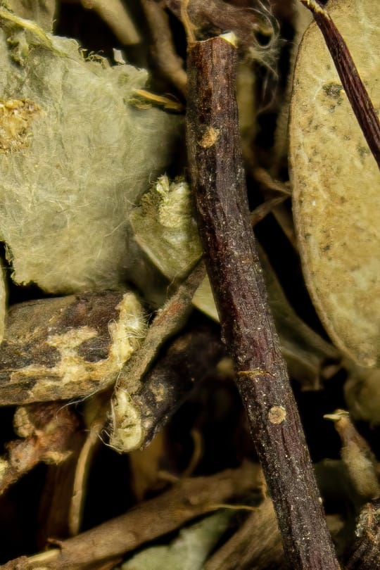 Sternjasminstengel Salbe