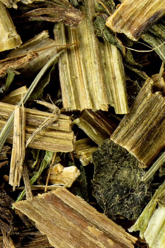 Weiße Taubnessel