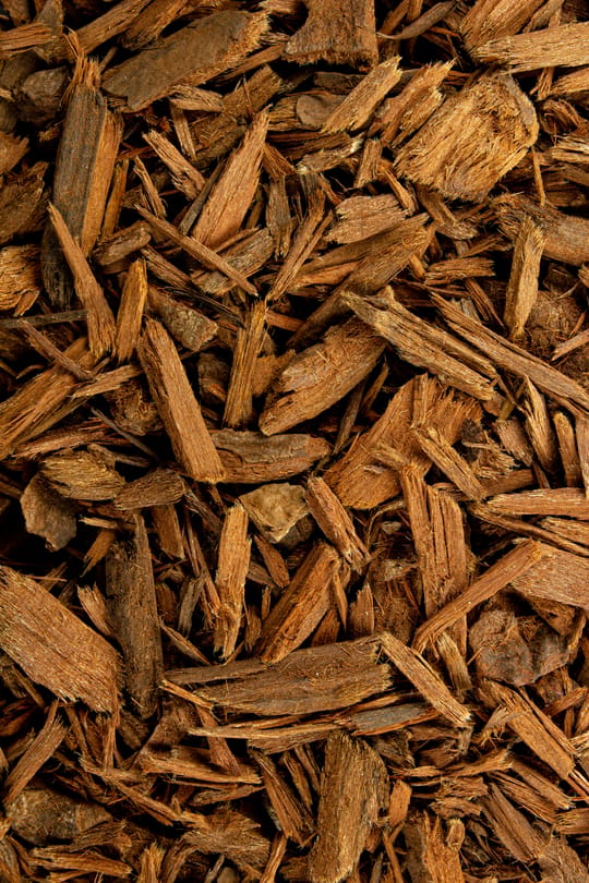 Yohimberinde
