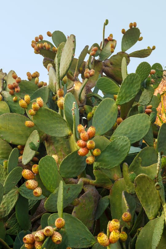 Kaktusblüten Tropfen - Tinktur