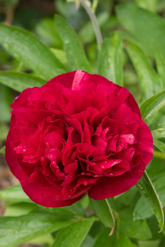 Pfingstrosenwurzel rot Salbe