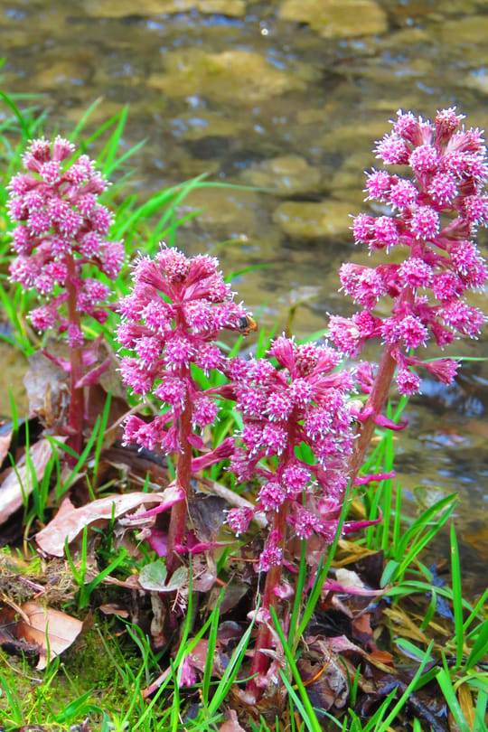 Pestwurzwurzel Tropfen - Tinktur
