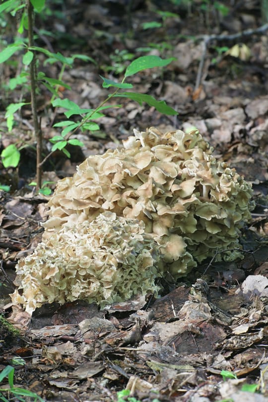 Polyporus Tropfen - Tinktur