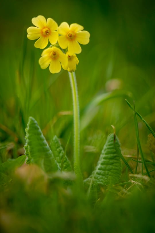 Schlüsselblumenblüten