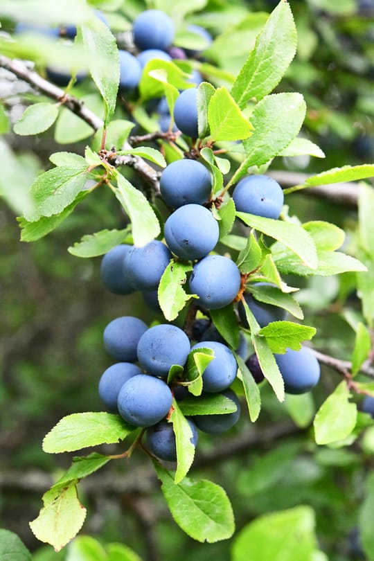 Schlehdornblüten