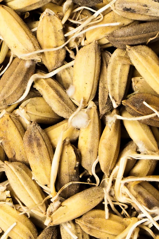 Reis gekeimt Salbe