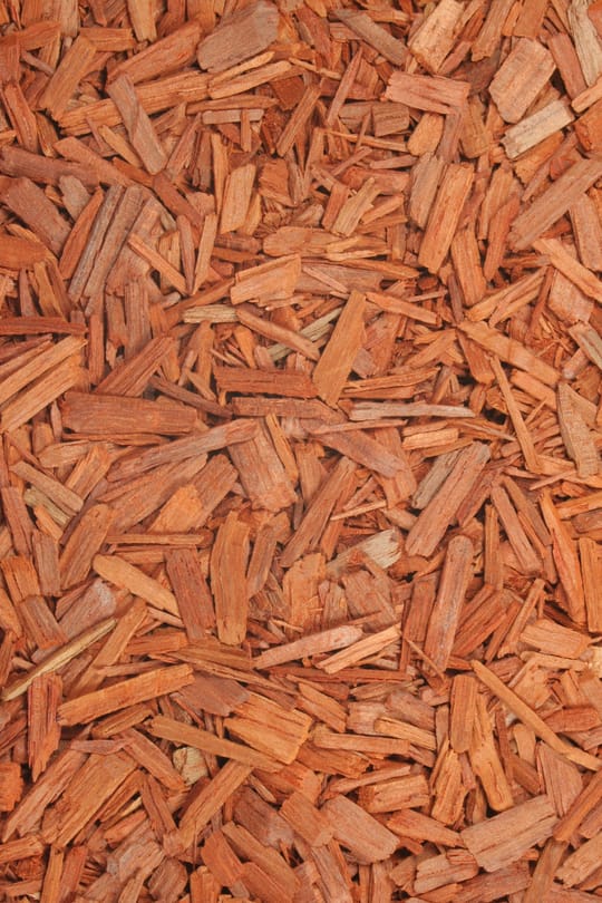 Sandelholz