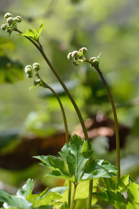 Sanikelkraut Tropfen - Tinktur