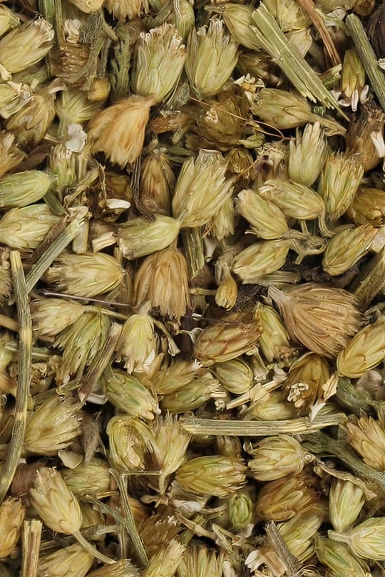 Schafgarbenblüten Tropfen - Tinktur