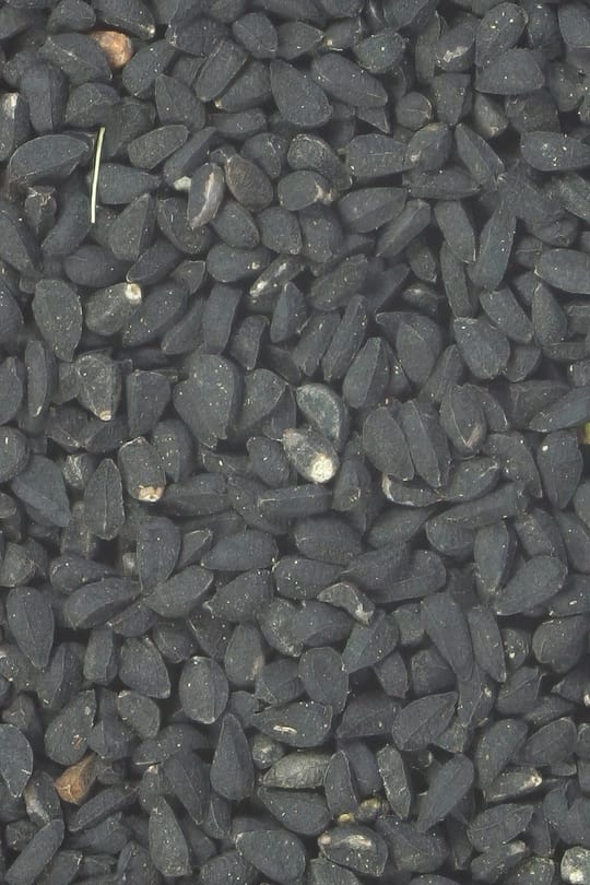 Schwarzkümmel Tropfen - Tinktur