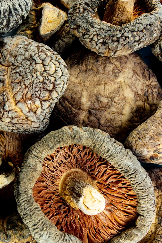 Shiitake Tropfen - Tinktur
