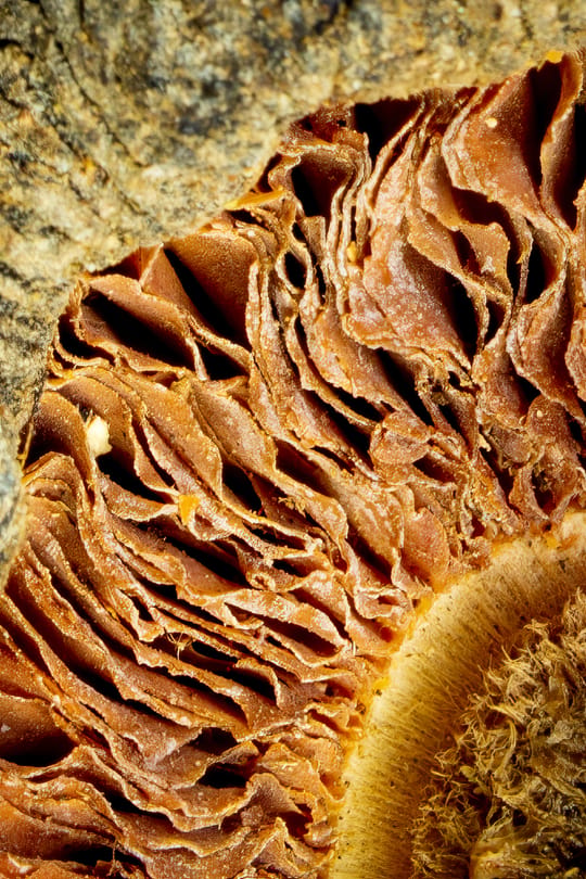 Shiitake Tropfen - Tinktur