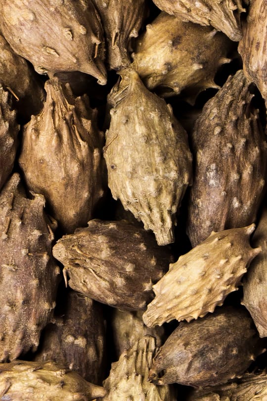 Sibirische Spitzklettenfrucht, vorbehandelt Tropfen - Tinktur
