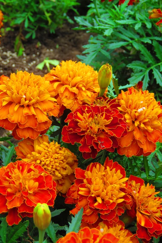 Tagetesblüten Tropfen - Tinktur