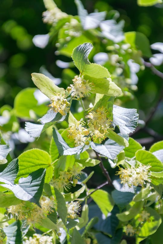 Lindenblüten