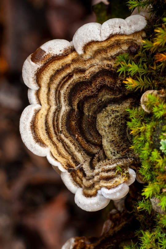Coriolus Tropfen - Tinktur