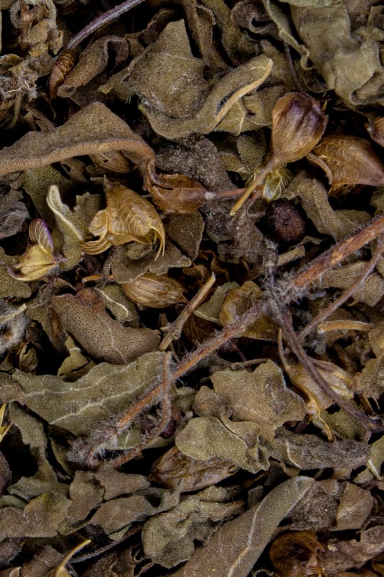 Tulsikraut