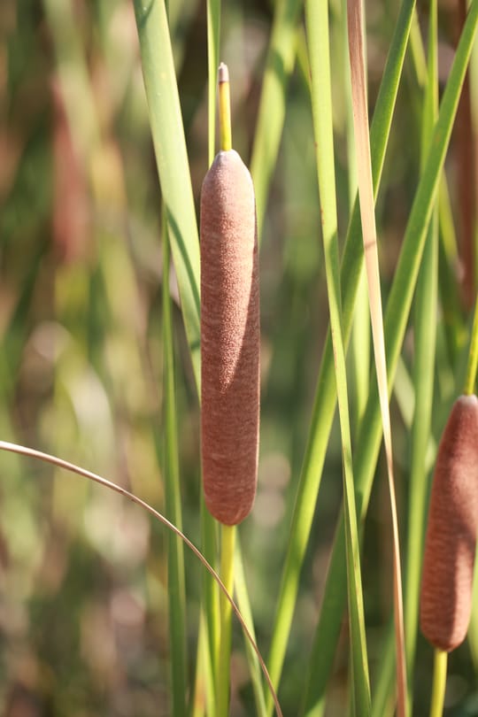 Schmalblättrige Rohrkolbenpollen