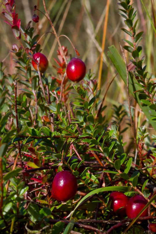 Cranberry