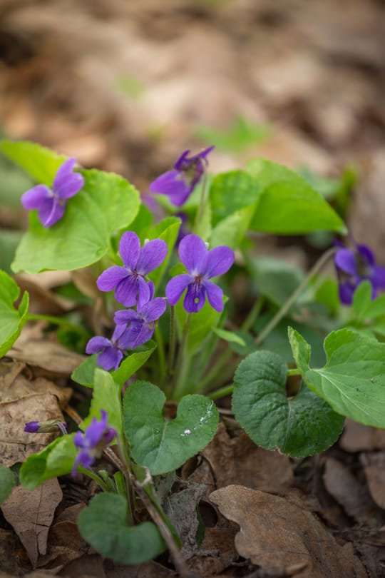 Veilchenblüten