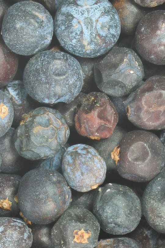 Wacholderbeeren