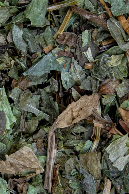 Waldmeisterkraut