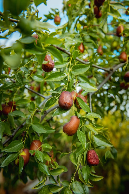 Jujubenfrüchte Salbe