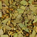 Blutreinigungstee - Species laxantes 100g