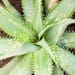 Aloe plv.