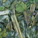 Artischockenkraut Salbe