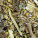 Beifusskraut
