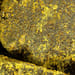 Propolis Tropfen - Tinktur