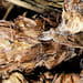 Braunellenähren Salbe