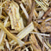 Brennnesselwurzel Tropfen - Tinktur